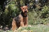 AIREDALE TERRIER 106